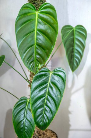 Photo for Philodendron esmeraldense, a tropical aroid plant with leathery glossy leaves - Royalty Free Image