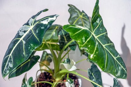 Photo for Alocasia Frydek variegata, green velvet variegated alocasia aroid plant - Royalty Free Image