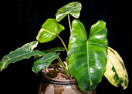 Philodendron Burle Marx, variegated variety, a tropical aroid plant