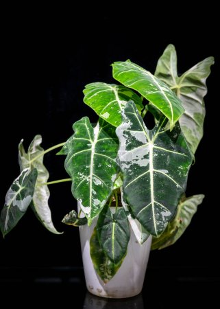 Foto de Alocasia Frydek variegata, planta aroide variegada de alocasia de terciopelo verde - Imagen libre de derechos