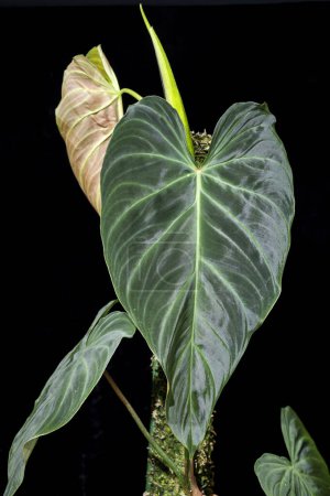 Philodendron Splendid, a hybrid plant created from crossing Philodendron verrucosum x melanochrysum. It has large heart-shaped ribbed leaves. 