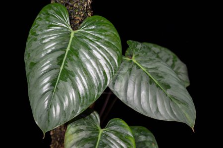 Philodendron sodiroi, a climbing tropical aroid plant with heart-shaped leaves and silvery variegation