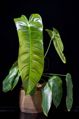 Philodendron sharoniae, a tropical aroid plant with long ribbed leaves. It is a climbing, vining plant