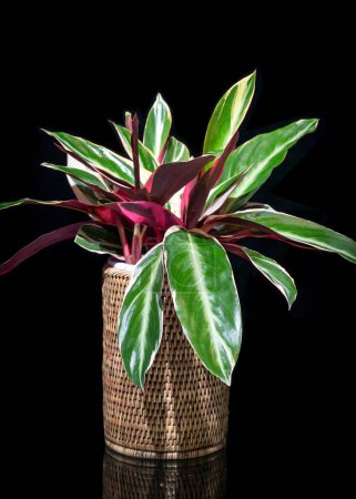 Téléchargez les photos : Stromanthe Triostar, une plante d'intérieur de plus en plus populaire avec des feuilles panachées en vert, blanc, rose et rouge - en image libre de droit