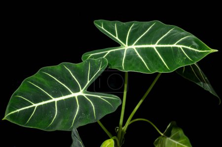 Alocasia 'Frydek' ou Green Velvet Alocasia, un aroïde aux feuilles veloutées vert foncé et aux côtes blanches audacieuses