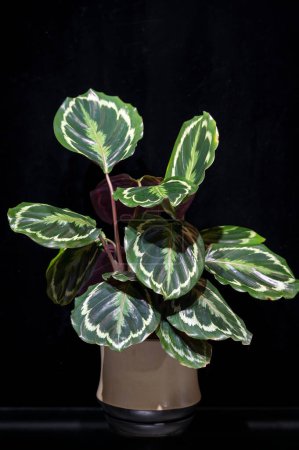 Calathea Medallion (Calathea veitchiana) is a low-light houseplant originating from Brazil. The backs of the decorative leaves are purple.