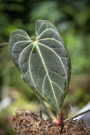 Foto de Anthurium besseae aff. una planta aroidea tropical con hojas aterciopeladas de color verde oscuro - Imagen libre de derechos
