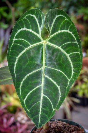 Téléchargez les photos : Anthurium regale 'Stripes' est une plante aroïde tropicale aux feuilles veloutées brillantes et aux nervures prononcées. - en image libre de droit