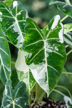 Alocasia Frydek variegata, eine bunte Form der grünen samtartigen alocasia-Pflanze, einer tropischen Aronstabpflanze