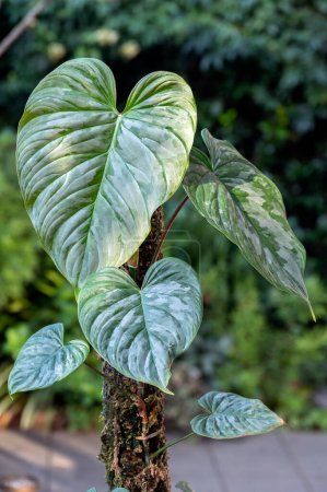 Philodendron Majestic, a climbing tropical hybrid aroid plant with heart-shaped leaves and silvery variegation. This is a cross between Philodendron Sodiroi and P. Verrucosum