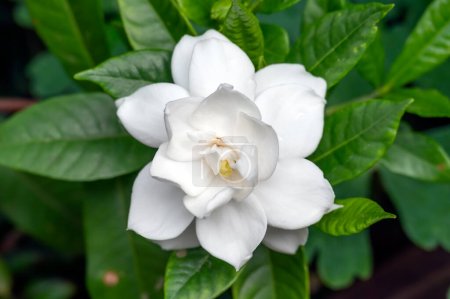 Photo for Sub tropical flowering scented Gardenia jasminoides, Cape Jasmine, plant with pure white flowers - Royalty Free Image