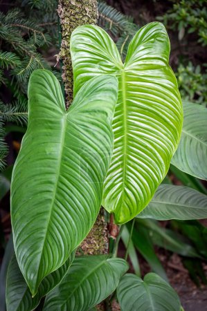 Photo for Philodendron tenue leaf , showing the ribbing in the leaves and the extrafloral nectaries which show as spots on the leaf - Royalty Free Image