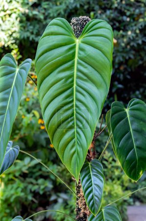 Photo for Large new leaf on Philodendron esmeraldense, a tropical climbing philodendron in the aroid family - Royalty Free Image