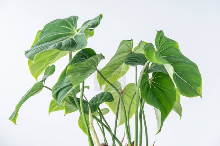 Photo for Philodendron gloriosum foliage against a white background - Royalty Free Image