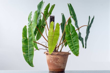 Téléchargez les photos : Philodendron billietiae, un aroïde tropical, poussant dans un pot en terre cuite. - en image libre de droit