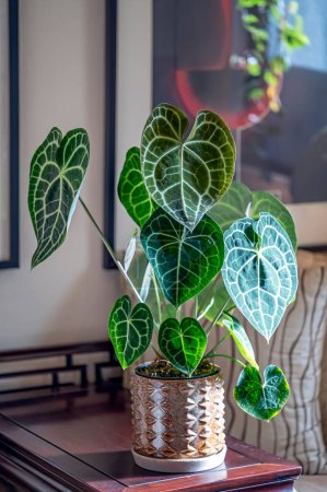 Téléchargez les photos : Anthurium clarinervium, une plante aroïde tropicale aux feuilles en forme de cœur qui est devenue une plante d'intérieur populaire - en image libre de droit