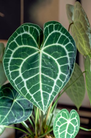 Téléchargez les photos : Anthurium clarinervium, une plante aroïde tropicale aux feuilles en forme de cœur qui est devenue une plante d'intérieur populaire - en image libre de droit