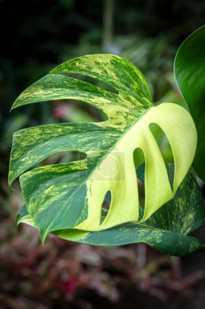 Photo for Monstera borsigiana aurea, a rare yellow variegated form of the Swiss Cheese Plant and member of the aroid family of tropical plants - Royalty Free Image