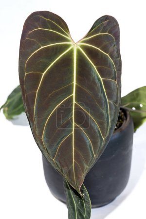 Photo for A beautiful new leaf on Anthurium besseae aff., also known as Anthurium sp. nov Darin, with beautiful red velvety emergent foliage - Royalty Free Image