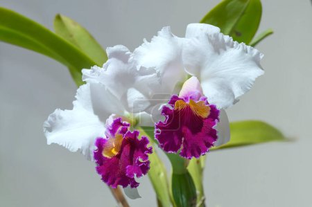 Cattleya Persepolis 'Splendor' eine duftende Hybrid-Orchideenblume mit lila rosa Lippe und weißen Blütenblättern