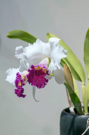 Photo for Cattleya Persepolis 'Splendor' a scented hybrid orchid flower with purple pink lip and white petals - Royalty Free Image