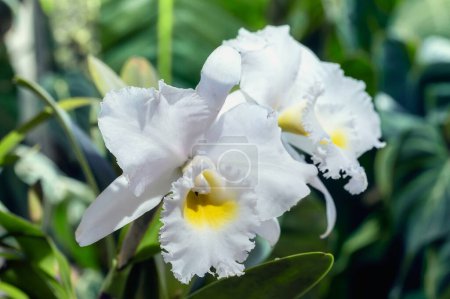 Photo for Rlc. Pastoral 'Innocence' a hybrid cattleya orchid with pure white flowers and a yellow center, and a strong perfume - Royalty Free Image