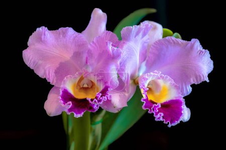 Photo for Rhyncholaeliocattleya (Rlc.) Perfect Beauty 'New Edition' x Cattleya Melody Fair 'Carol', a pink, scented, cattleya orchid hybrid - Royalty Free Image
