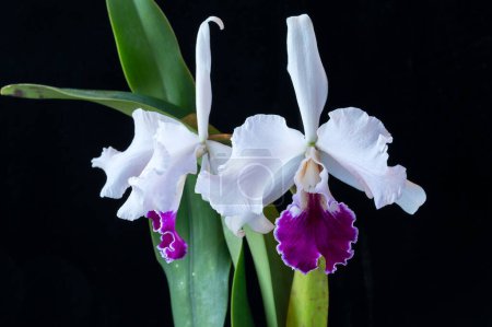 Hybrid cattleya orchid 'Enid', a semi-alba type with white petals and purple lip. This is a cross of two orchid species, warscewiczii and mossiae. The hybrid was first made in 1898.