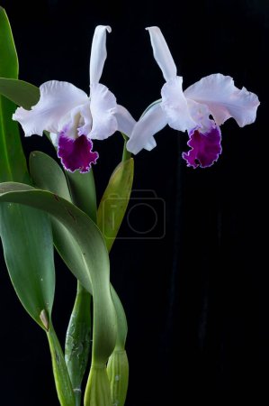 Photo for Hybrid cattleya orchid 'Enid', a semi-alba type with white petals and purple lip. This is a cross of two orchid species, warscewiczii and mossiae. The hybrid was first made in 1898. - Royalty Free Image