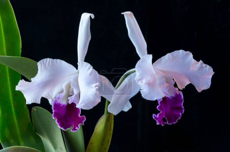 Hybrid-Cattleya-Orchidee 'Enid', eine semi-Alba-Art mit weißen Blütenblättern und lila Lippe. Dies ist eine Kreuzung zweier Orchideenarten, warscewiczii und mossiae. Der Hybrid wurde erstmals 1898 gebaut.