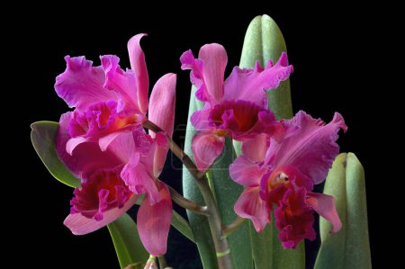 Photo for A Cattleya hybrid orchid: Rlc. Cutie Girl 'Yoshiko' in flower with dark reddish-pink flowers and orange and yellow accents. - Royalty Free Image