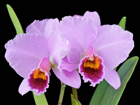 Photo for Cattleya percivaliana 'Summit' FCC/AOS, a highly awarded cultivar of a cattleya orchid species - Royalty Free Image
