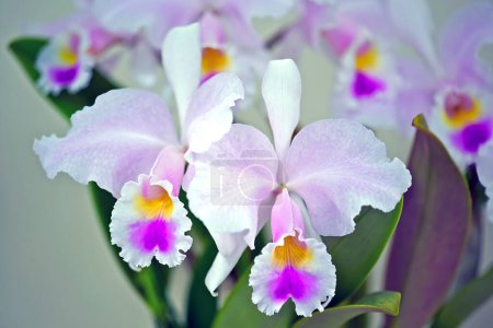 Photo for A pale pink and purple colored cultivar of the orchid species Cattleya percivaliana - Royalty Free Image