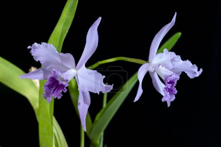 Cattleya lobata coerulea 'Paulo Hoppe', une orchidée du Brésil. Il est également connu sous le nom de Laelia lobata, car les Cattleyas du Brésil ont été initialement classés comme Laelias.