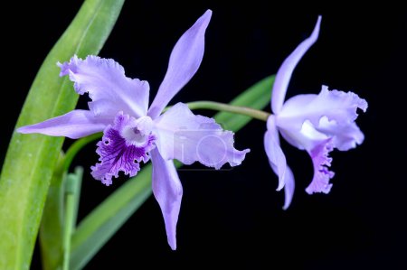 Cattleya lobata coerulea 'Paulo Hoppe', una orquídea de Brasil. También se conoce como Laelia lobata, ya que los Cattleyas de Brasil fueron inicialmente clasificados como Laelias.