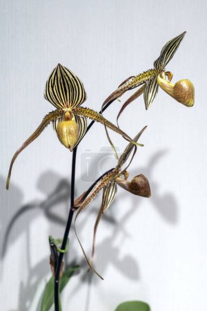 Paphiopedilum Saint Swithin (rothschildianum x philippinense), una flor híbrida primaria de orquídea zapatilla