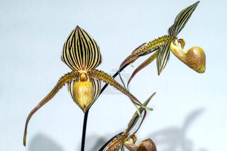 Paphiopedilum Saint Swithin (rothschildianum x philippinense), une fleur hybride primaire d'orchidée de pantoufle