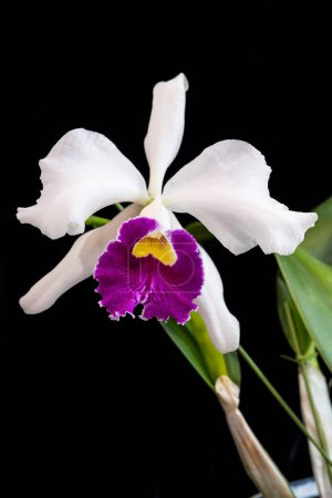 Photo for Cattleya 'Lily Pons', a classic orchid hybrid - Royalty Free Image