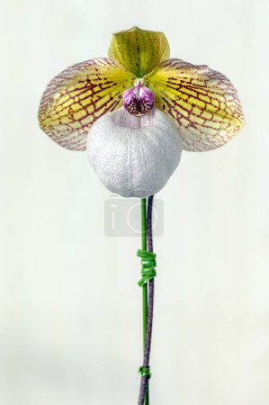 Orchidee Paphiopedilum Fanaticum 'Kanon'