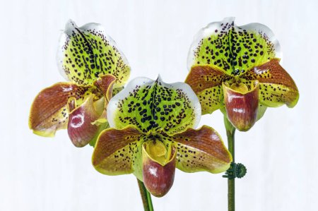 Orchidee Paphiopedilum Twilight World 'Tomoyuki'