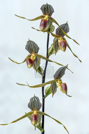 Orchidee Paphiopedilum Bel Royal 'Riese'