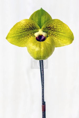 Paphiopedilum Norito Hasegawa 'Super Cool No. 8 ', una flor de orquídea amarilla