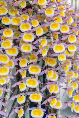 Dendrobium polyanthum 'Left Fuji', eine rosa und gelb blühende Orchideenpflanze