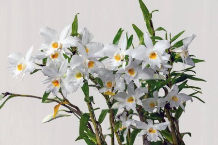 Dendrobium infundibulum 'Mountaineer' flor de la orquídea