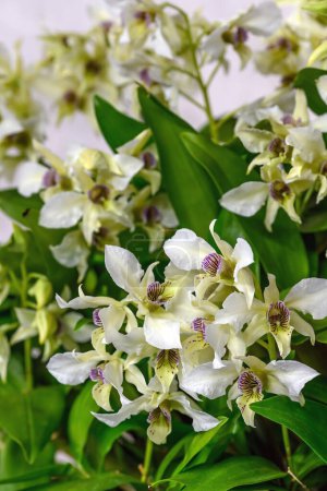 Dendrobium orchid flower 'Nora Tokunaga'