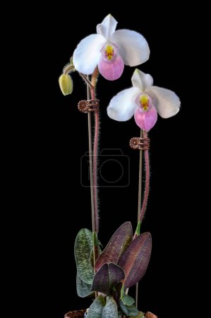 Paphiopedilum delenatii mit zwei Blüten auf dieser Orchideenpflanze mit gesprenkelten Blättern