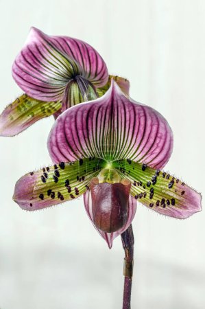 Paphiopedilum Chou-Yi Ruby Web 'Wonder', una flor de orquídea zapatilla