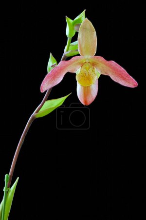 Phragmipedium Noirmont, eine Hybridorchideenblume aus südamerikanischen Arten