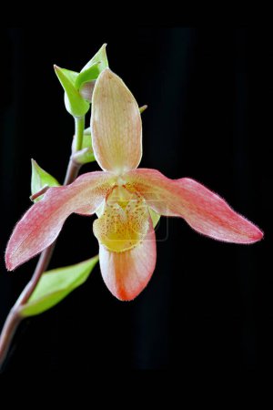 Phragmipedium Noirmont, eine Hybridorchideenblume aus südamerikanischen Arten
