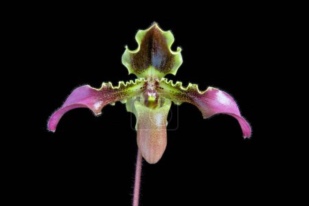 Paphiopedilum hirsutissimum, eine Hausschuh-Orchideenart aus der Region Indochina in Asien